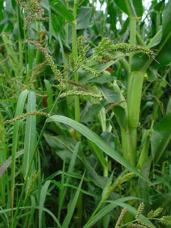 ECHINGALL-16-8-04 008.jpg